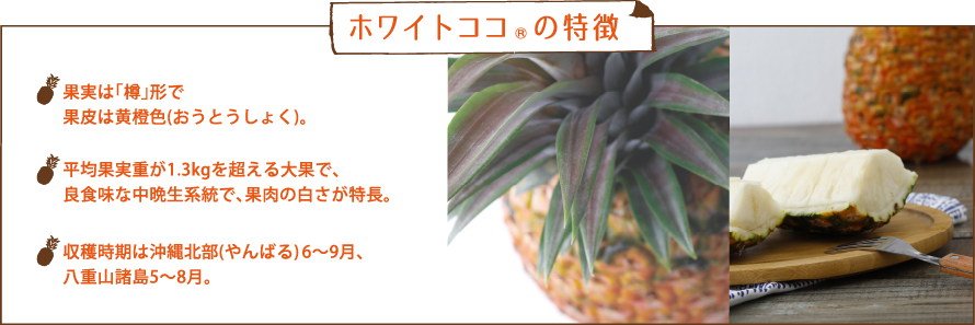 ホワイトココ®の特徴 ・果実は「樽」形で果皮は黄橙色(おうとうしょく)。・平均果実重が1.3kgを超える大果で、良食味な中晩生系統で、果肉の白さが特長。・収穫時期は沖縄北部(やんばる) 6～9月、八重山諸島5～8月。